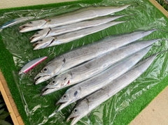 タチウオの釣果