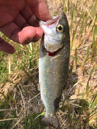 ニジマスの釣果