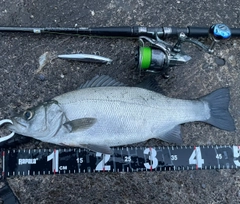 ヒラスズキの釣果