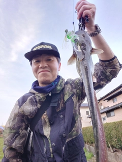 マナマズの釣果
