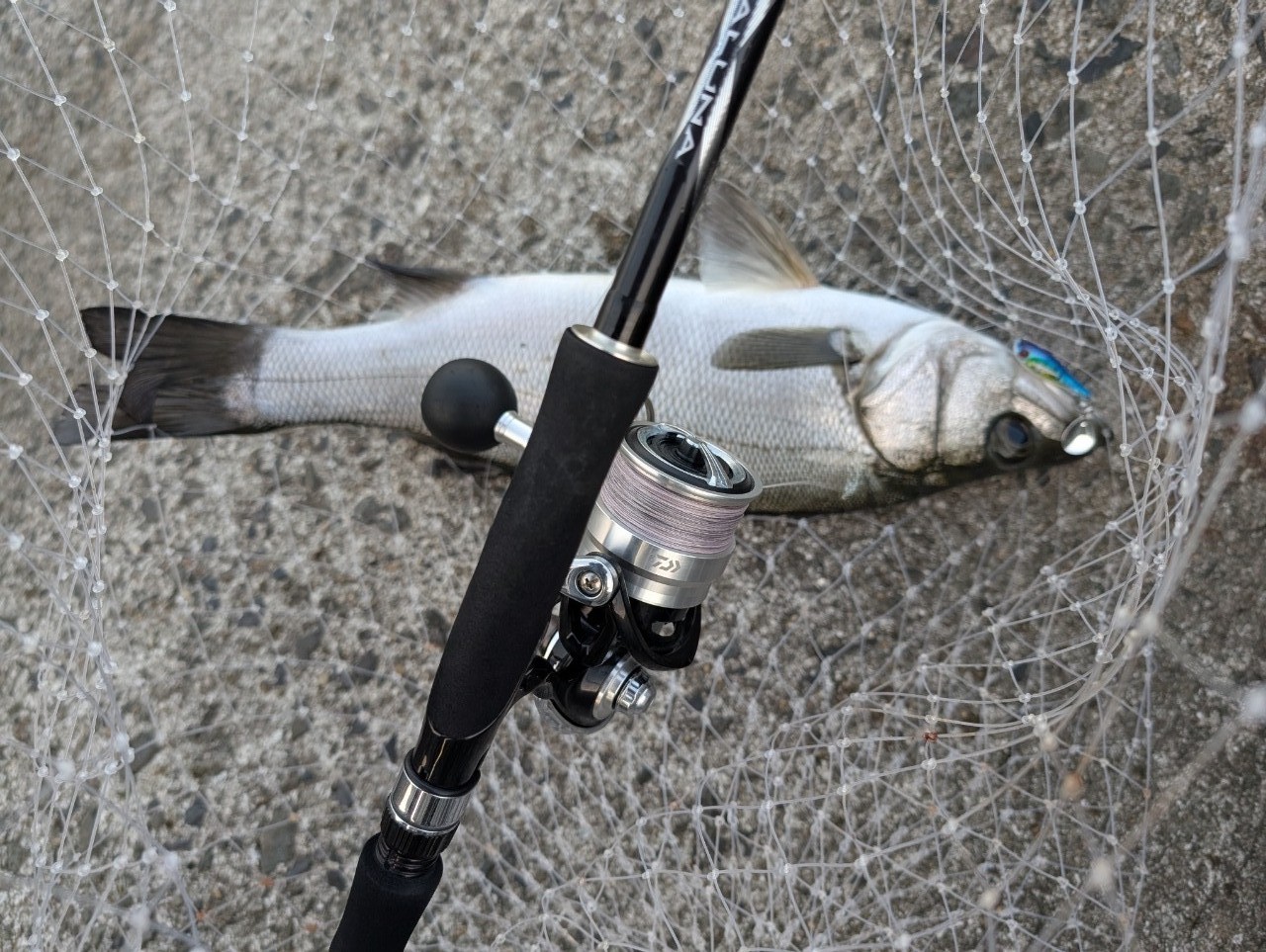 DAIWA 19レグザ LT5000D-CXHの最安値・インプレ・釣果 | 本音の