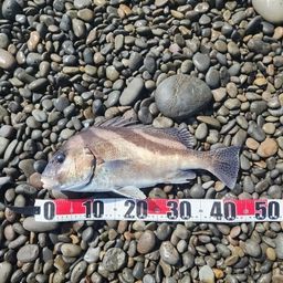 コショウダイ