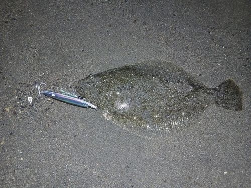 ソゲの釣果