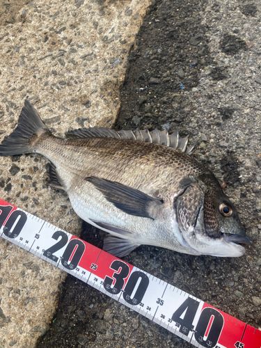 チヌの釣果