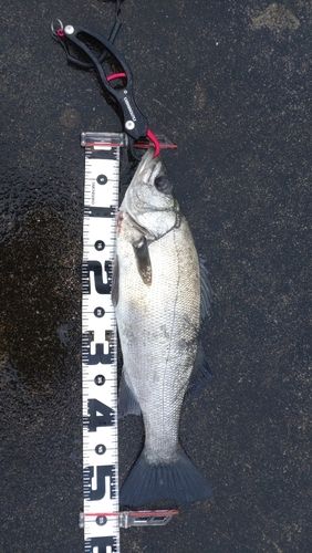 ヒラスズキの釣果
