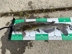 アメリカナマズの釣果