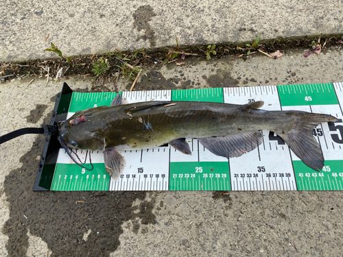 アメリカナマズの釣果