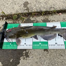 アメリカナマズ