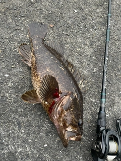 タケノコメバルの釣果