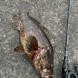 タケノコメバル