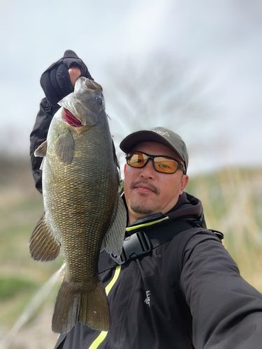 スモールマウスバスの釣果