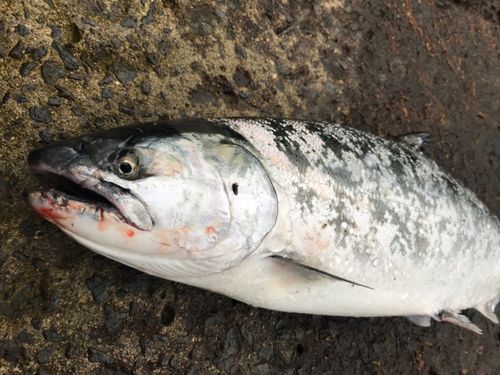 サクラマスの釣果