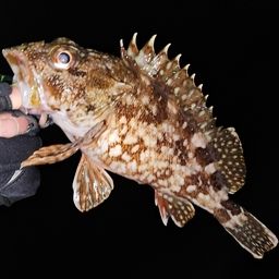 ウッカリカサゴ