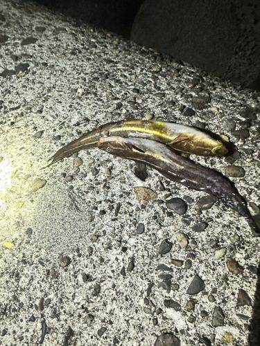 ゴンズイの釣果