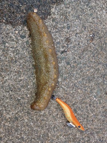 ナマコの釣果