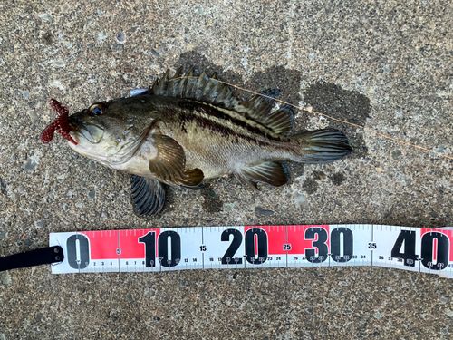 シマゾイの釣果