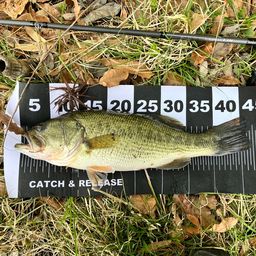 ラージマウスバス