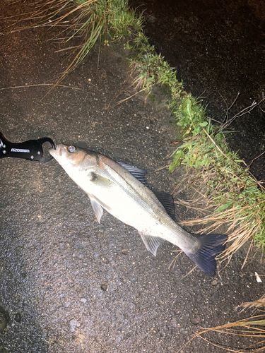 セイゴ（マルスズキ）の釣果