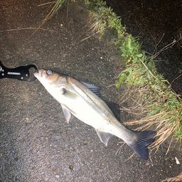 セイゴ（マルスズキ）