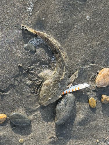 マゴチの釣果