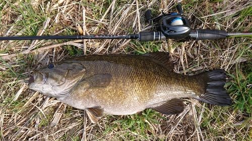 スモールマウスバスの釣果