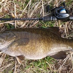 スモールマウスバス