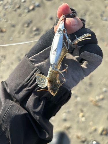 メゴチの釣果