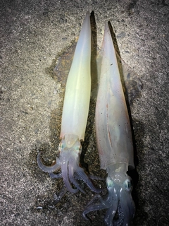 ヤリイカの釣果