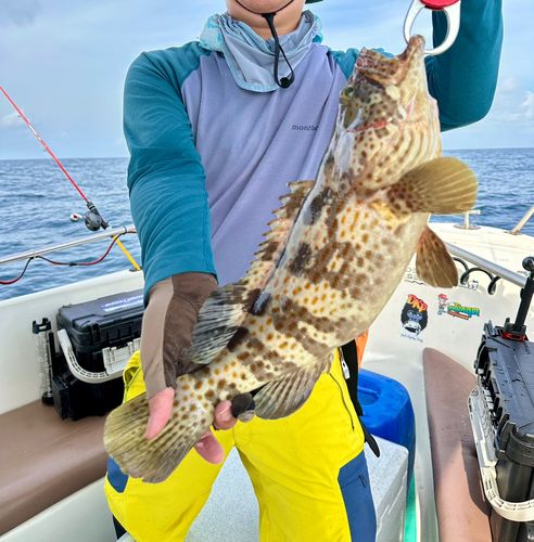 チャイロマルハタの釣果
