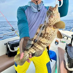 チャイロマルハタ