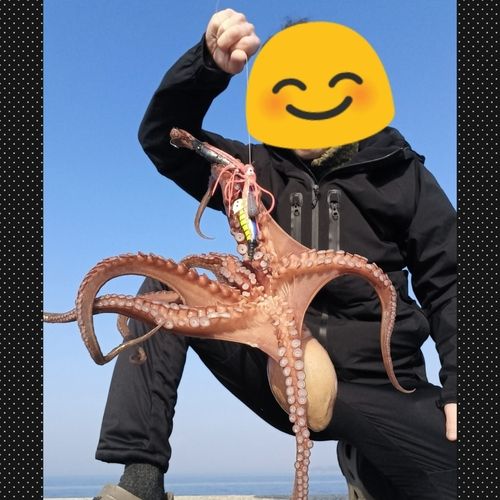 マダコの釣果