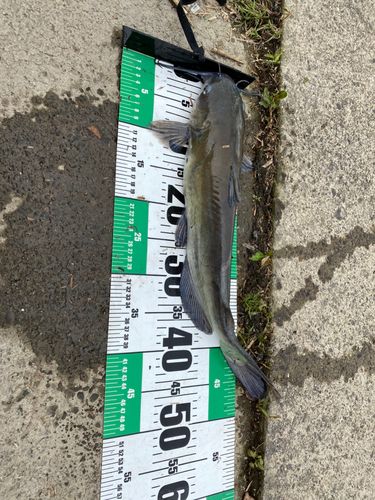 アメリカナマズの釣果