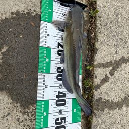 アメリカナマズ