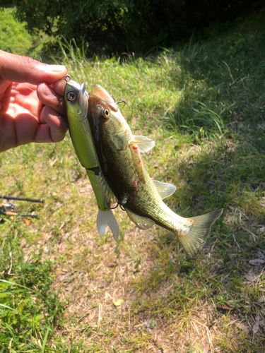 ブラックバスの釣果