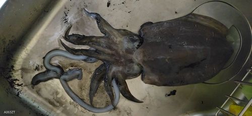 コウイカの釣果