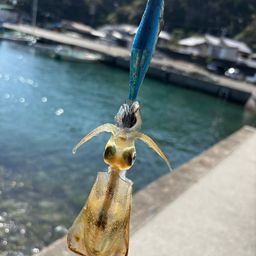 アオリイカ
