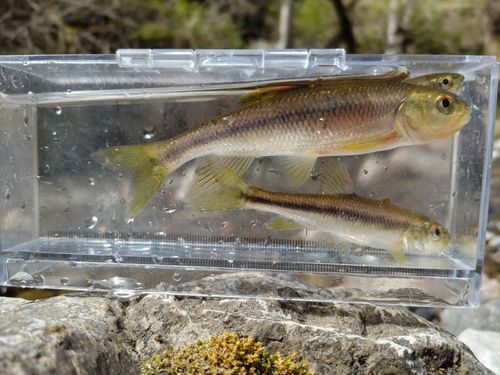 カワムツの釣果