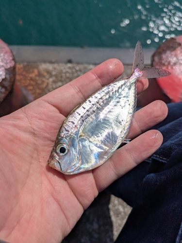 ヒイラギの釣果