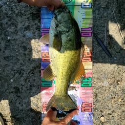 ブラックバス