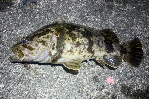 タケノコメバルの釣果