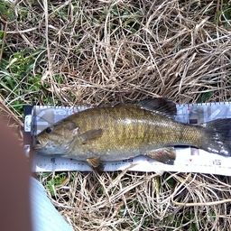 スモールマウスバス