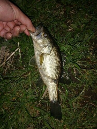 ブラックバスの釣果