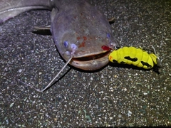 ナマズの釣果