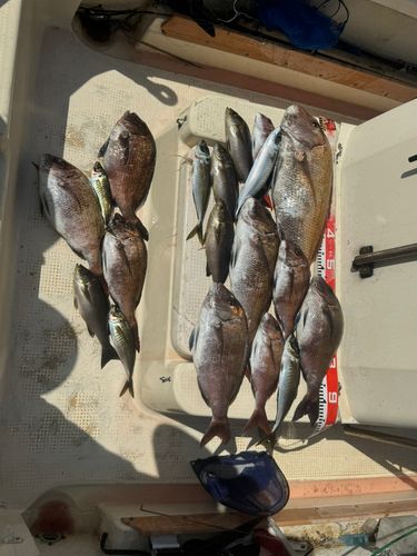 マダイの釣果