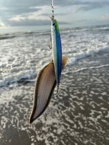 シタビラメの釣果