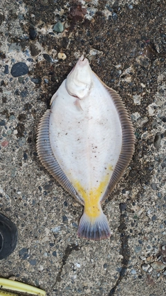 マガレイの釣果