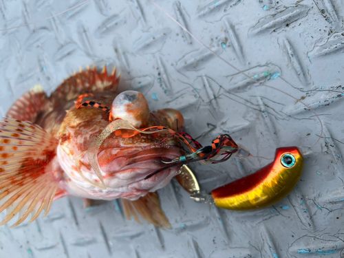 カサゴの釣果