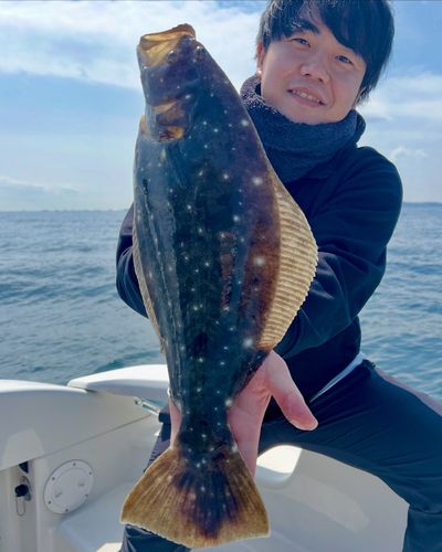 ヒラメの釣果