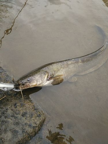 マナマズの釣果