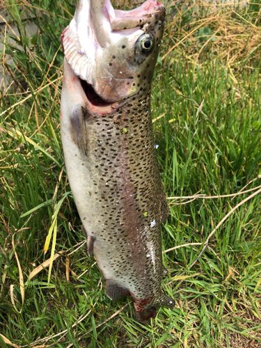 ニジマスの釣果